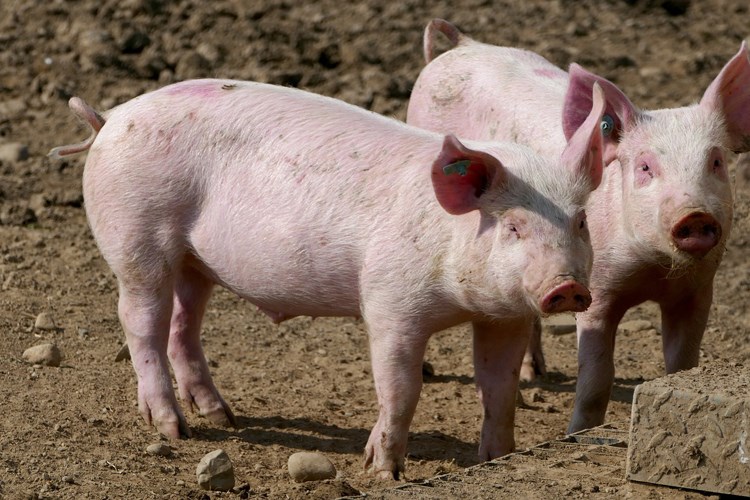 Afrička svinjska kuga ponovo potvrđena na području Osječko-baranjske županije